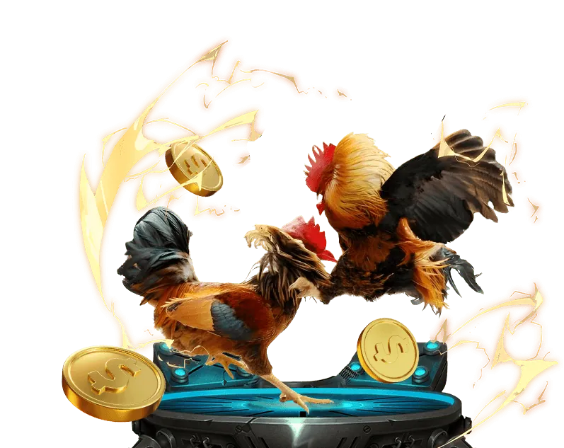 Trận đấu gà trực tiếp tại km666 win